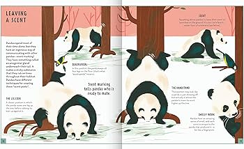 Priddy Books - Giant Panda (Young Zoologist): A First Field Guide to the Bamboo-Loving Bear from China