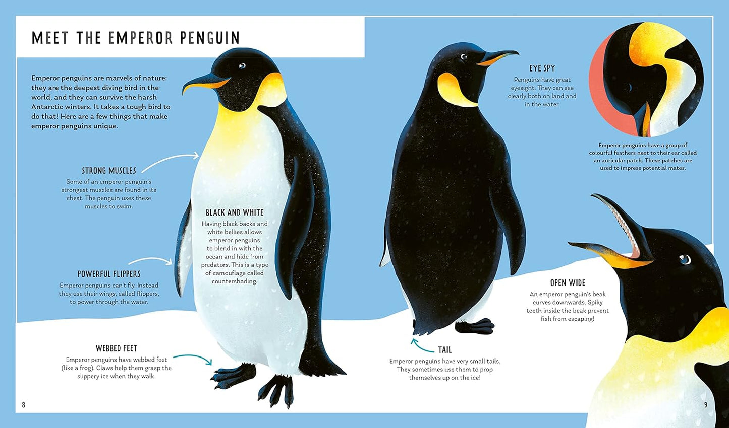 Priddy Books - Emperor Penguin (Young Zoologist): A First Field Guide to the Flightless Bird from Antarctica