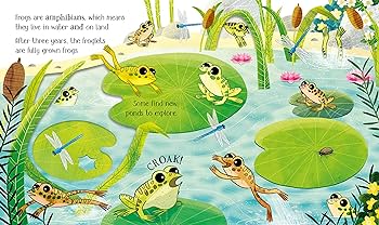 Life Cycles: One Little Frog