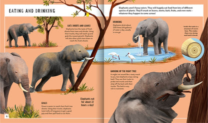 Priddy Books - African Elephant (Young Zoologist): A First Field Guide to the Big-Eared Giant of the Savanna