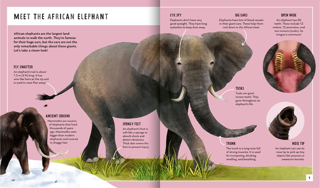 Priddy Books - African Elephant (Young Zoologist): A First Field Guide to the Big-Eared Giant of the Savanna