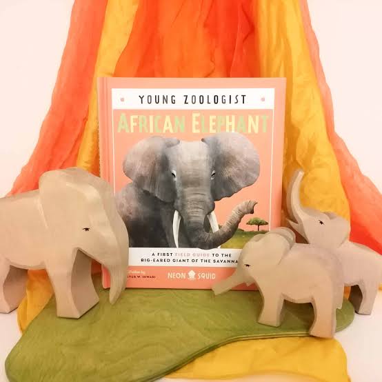 Priddy Books - African Elephant (Young Zoologist): A First Field Guide to the Big-Eared Giant of the Savanna